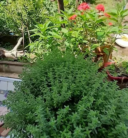 Bed and Breakfast Casale Rio Conca Spigno Saturnia